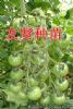 供应绿珍珠——绿色小番茄种子