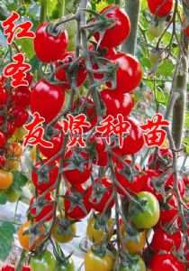 供应红圣—樱桃番茄种子