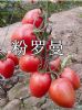 供应粉罗曼—番茄种子