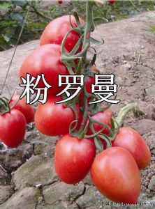 供应粉罗曼—番茄种子
