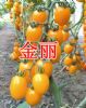 供应金丽—黄色小番茄种子