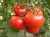 供应优质番茄种苗