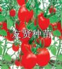 供应红霞-红色小番茄种子