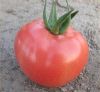 供应瑞提娜—番茄种子