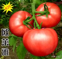 供应欧莱雅—番茄种子
