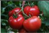 供应德澳特302—番茄种子