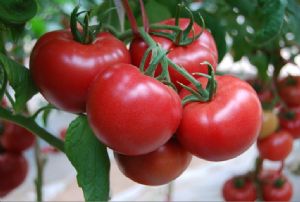 供应雅丽616—番茄种子