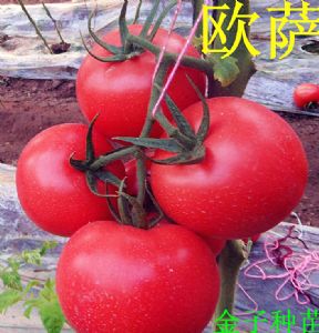 供应欧萨—番茄种子