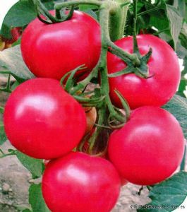 供应金子三号—番茄种子