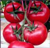 供应欧钻—番茄种子