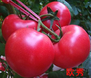 供应欧秀—番茄种子