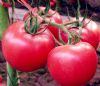 供应金井211—番茄种子