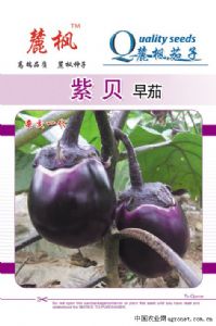 供应紫贝早茄—茄子种子