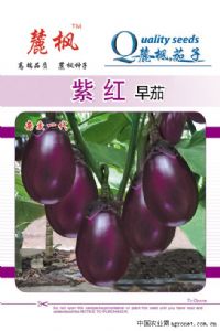 供应紫红早茄—茄子种子