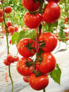 供应DRW7575—番茄种子