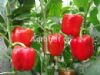 供应西欧(绿转红)—甜椒种子