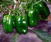 供应普利莫(长方型绿椒)—甜椒种子