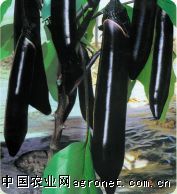 供应黑太郎长茄F1—茄子种子
