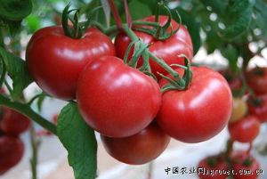 供应雅丽616粉果—番茄种子