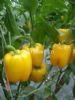 供应丽丽芭(绿转黄)—甜椒种子