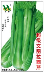 供应超级文图拉—芹菜种子