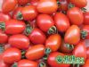 供应红运11号—番茄种子