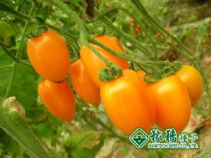供应凰利2号—番茄种子
