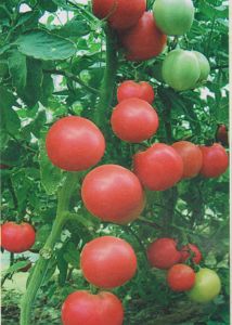 供应群兴欧来亚—番茄种子
