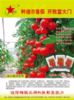 供应迪尔—番茄种子