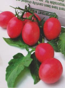供应群兴粉娜—番茄种子