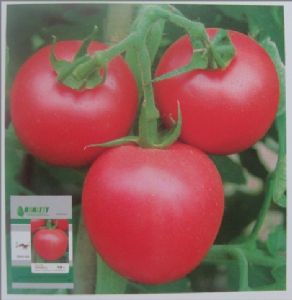 供应天意F1——番茄种子