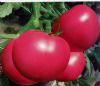 供应美粉玉冠—番茄种子