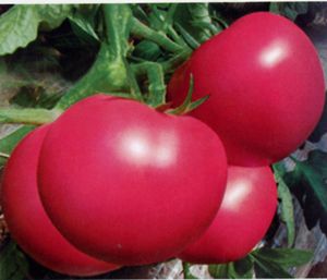 供应美粉玉冠—番茄种子