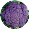 供应紫菜花种子