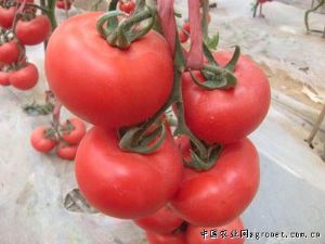 供应番茄种子——迪利奥