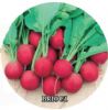 供应BRIO—萝卜种子