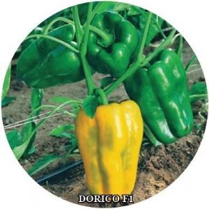 供应DORICO F1—甜椒种子