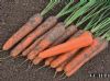 供应VC-11 F1—胡萝卜种子