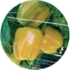 供应E375 F1—甜椒种子