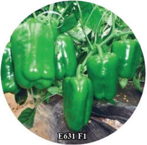 供应E631 F1—甜椒种子