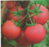 供应北斗金粉—番茄种子