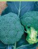 供应绿天使—青花菜种子