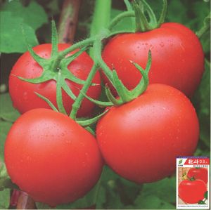供应北斗03—番茄种子