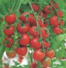 供应红娘子—番茄种子
