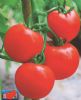 供应北斗宏澳—番茄种子