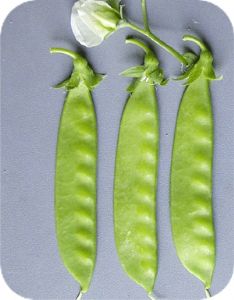 供应小白花—豌豆种子
