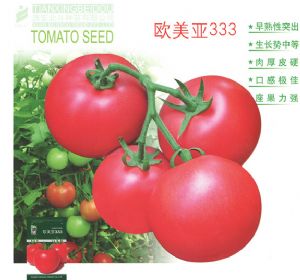 供应欧美亚333—番茄种子