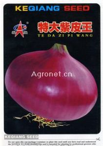供应特大紫皮王--洋葱种子