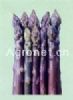 供应紫色激情--芦笋种子