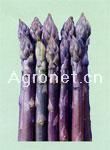 紫色激情--芦笋种子